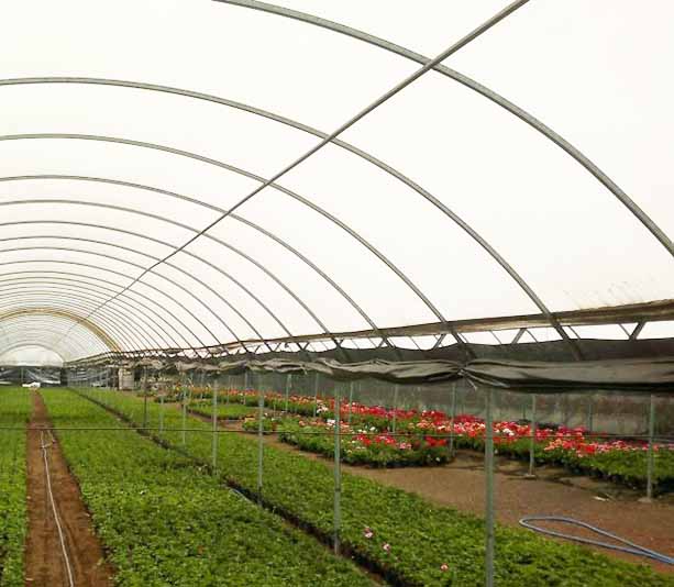 film_invernadero_floricultura