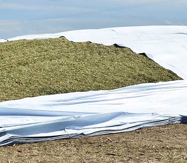 film_invernadero_floricultura